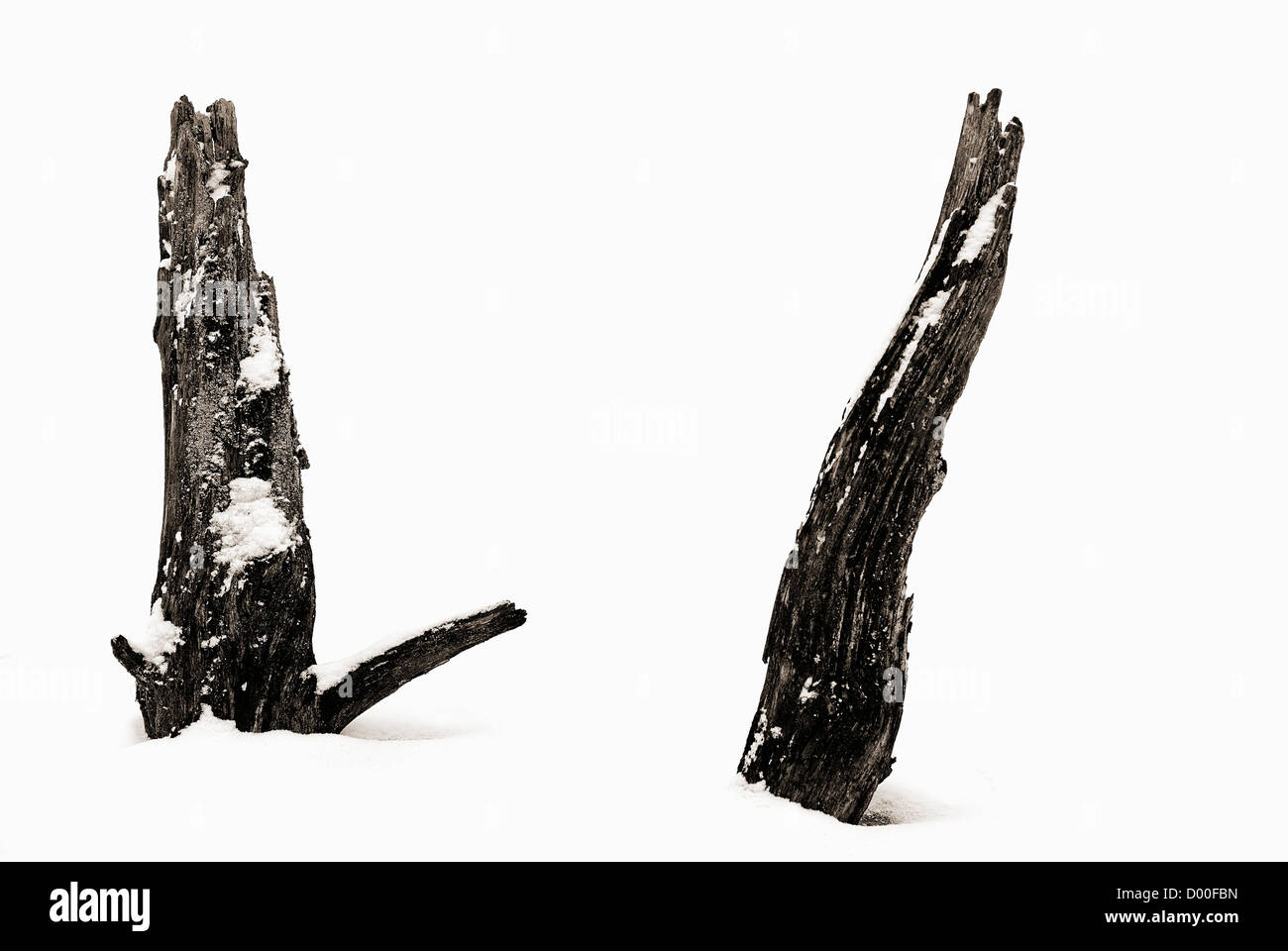 Totes Holz umgeben und mit Schnee bedeckt Stockfoto