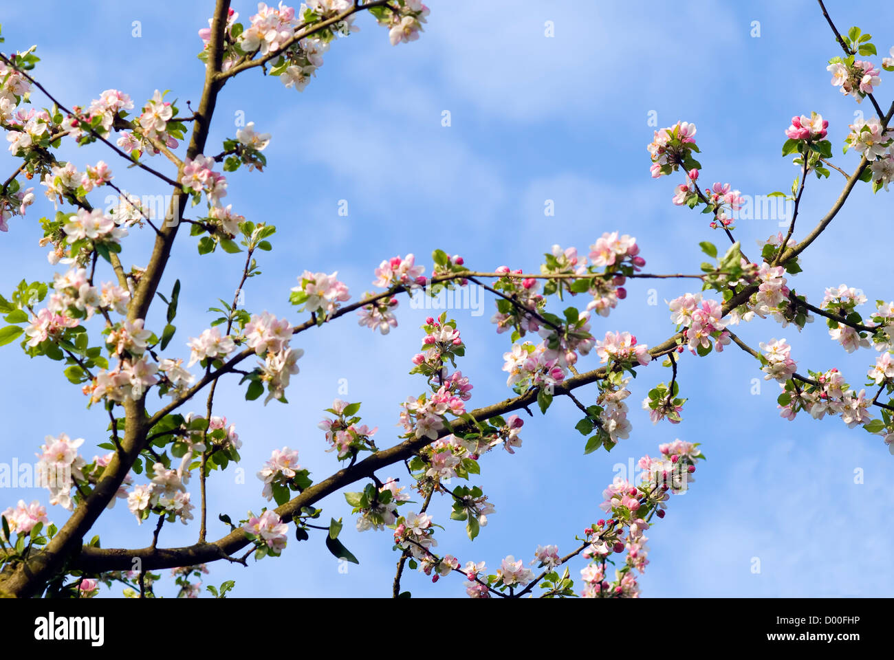 ein blühender Baum, Symbol des Frühlings Stockfoto