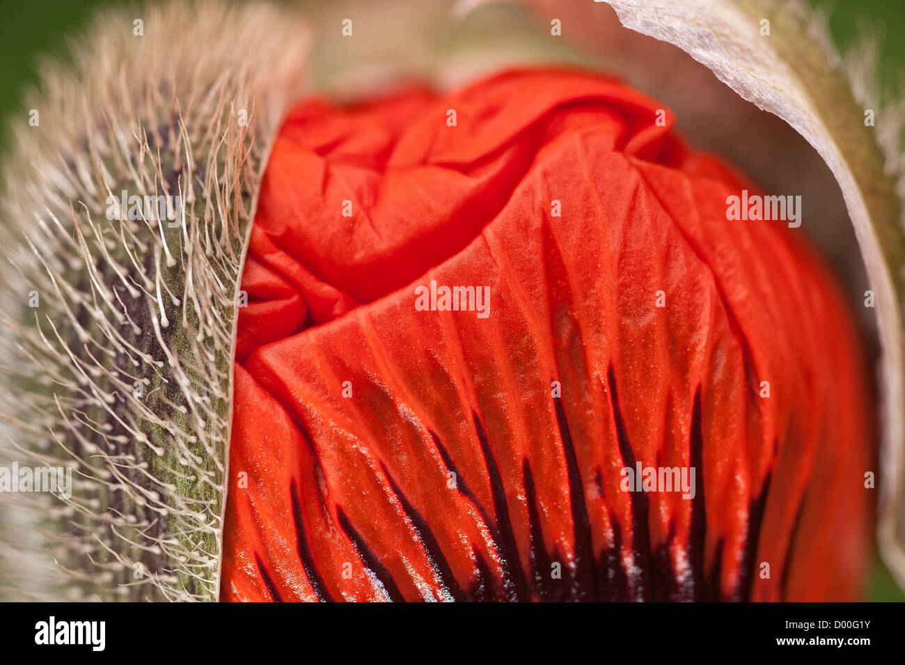 Nahaufnahme der Blüte teilen eine orientalische Mohn Papaver Orientale Saatgut Kopf gerippt Stockfoto