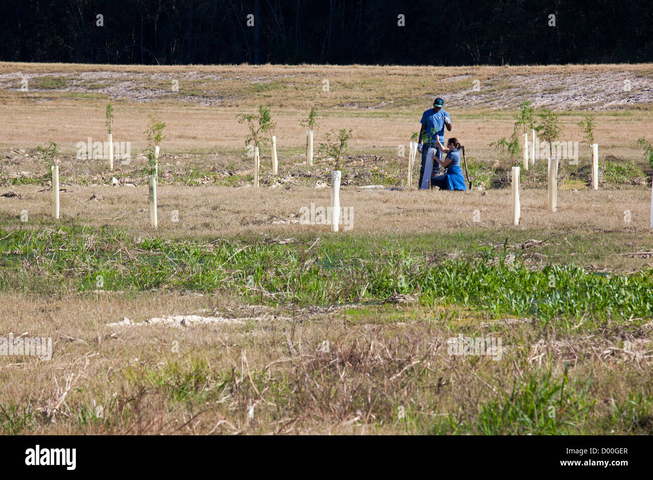 Freiwillige Pflanzen in Louisiana Feuchtgebiete Zypresse Bäume Stockfoto