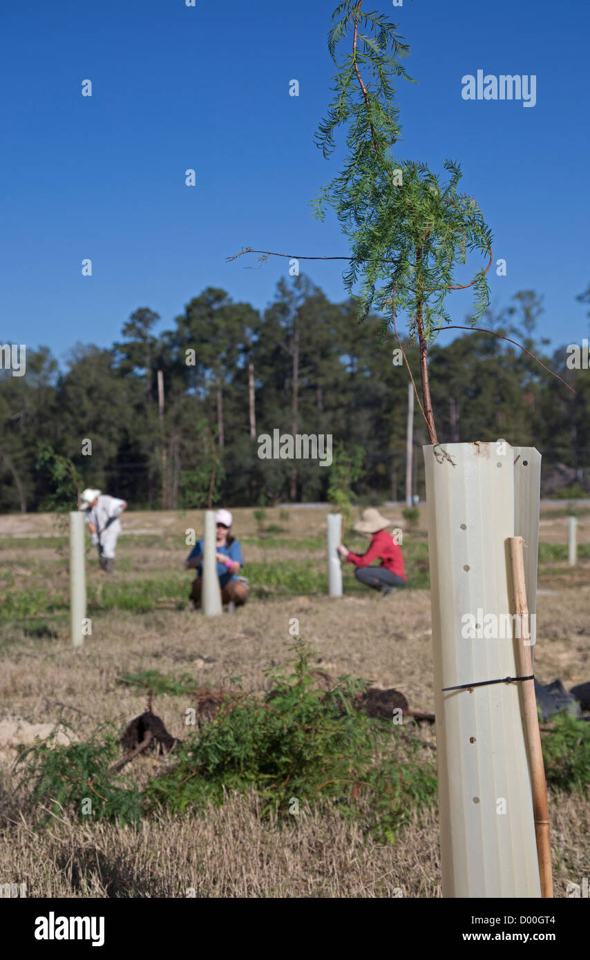 Freiwillige Pflanzen in Louisiana Feuchtgebiete Zypresse Bäume Stockfoto