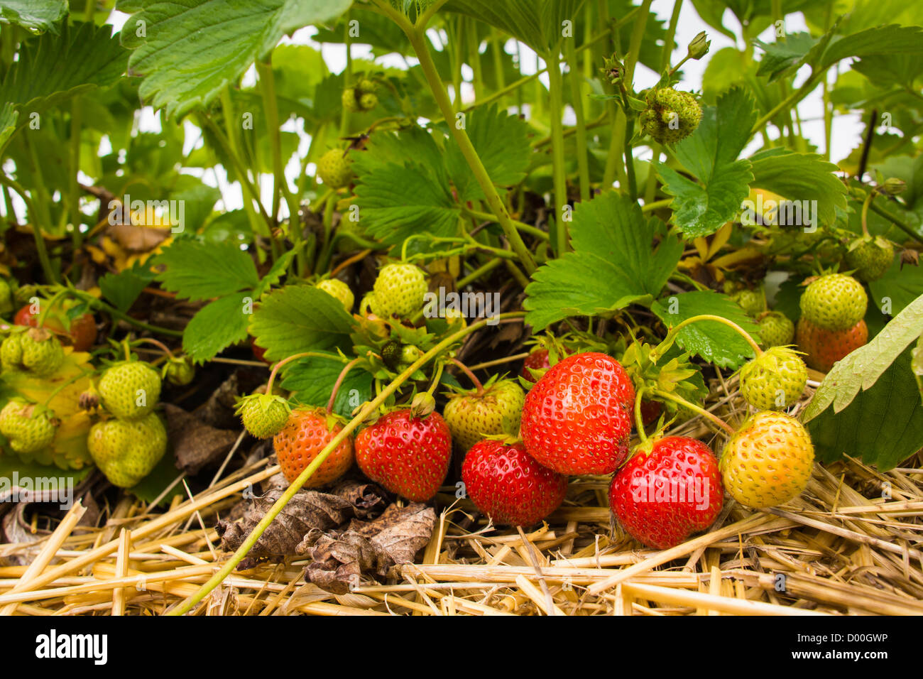 Eine Mischung aus roten und grünen Erdbeeren ruht auf Stroh. Stockfoto