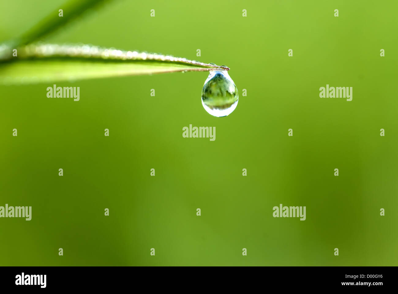 Grasgrün mit Wassertropfen und geringe Schärfentiefe Stockfoto