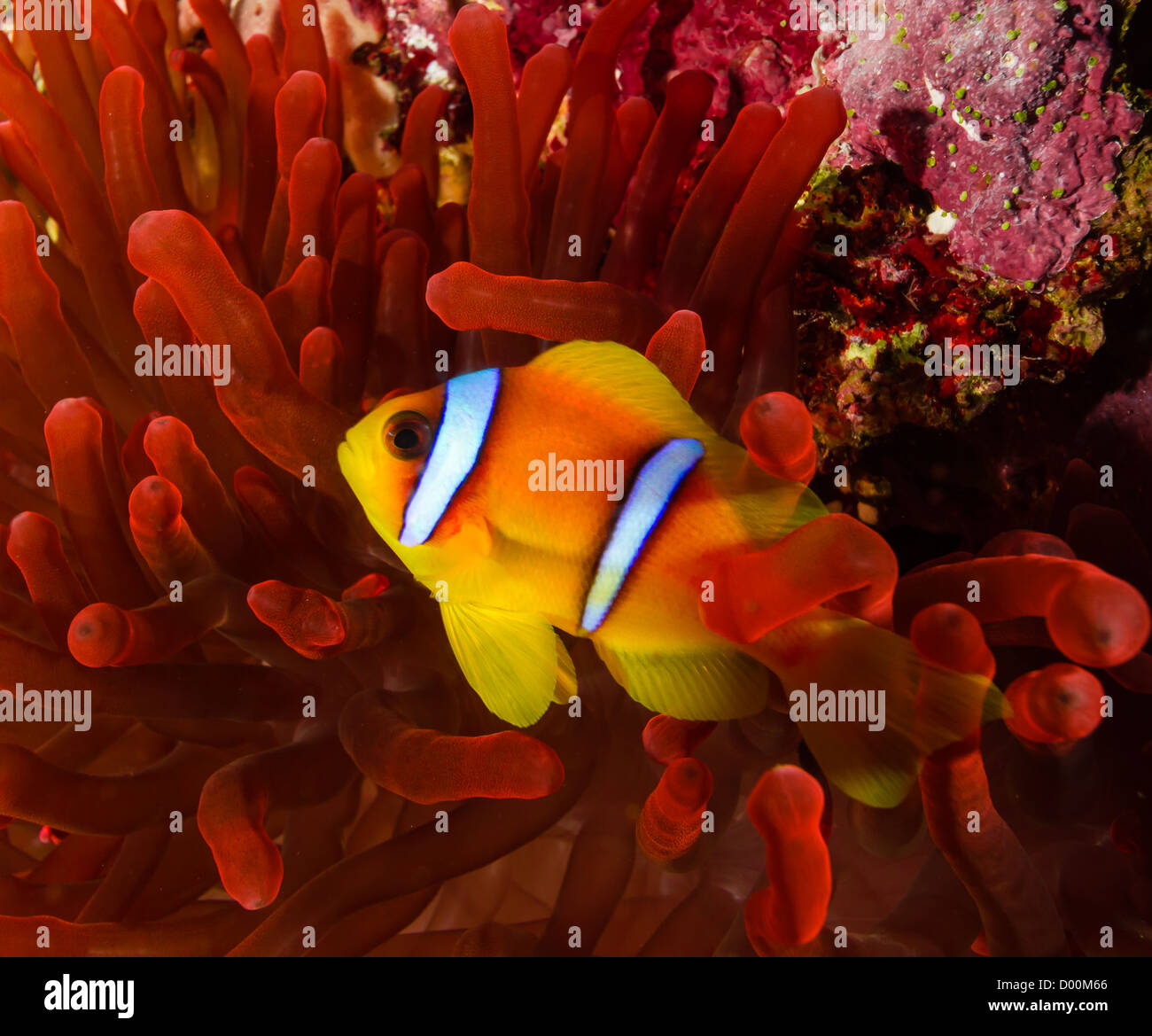 Clownfische herumschwimmen seine lebhafte helle rote Host-anemone Stockfoto