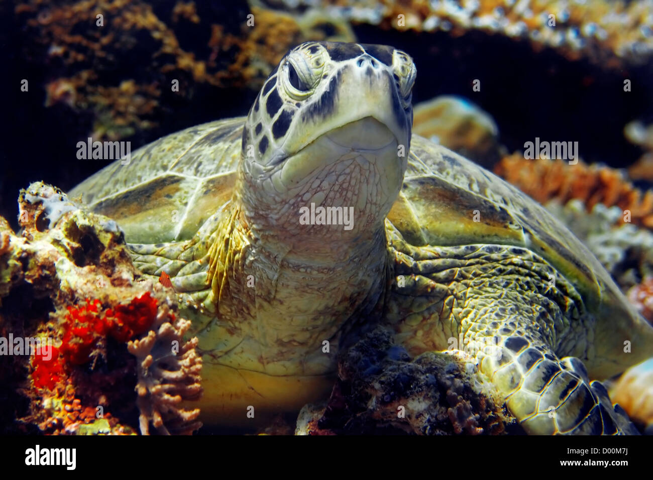 Grüne Schildkröte Stockfoto