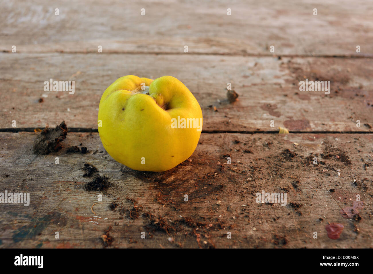 Reife saftige natürlichen Bio-Apfel Quitte auf dem Holztisch Stockfoto