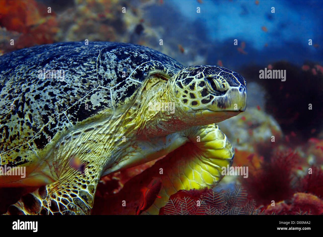 Grüne Schildkröte Stockfoto