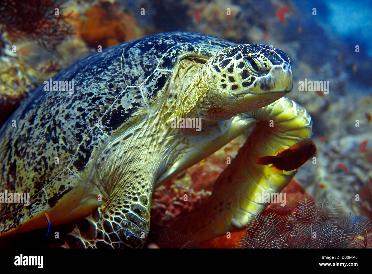 Grüne Schildkröte Stockfoto