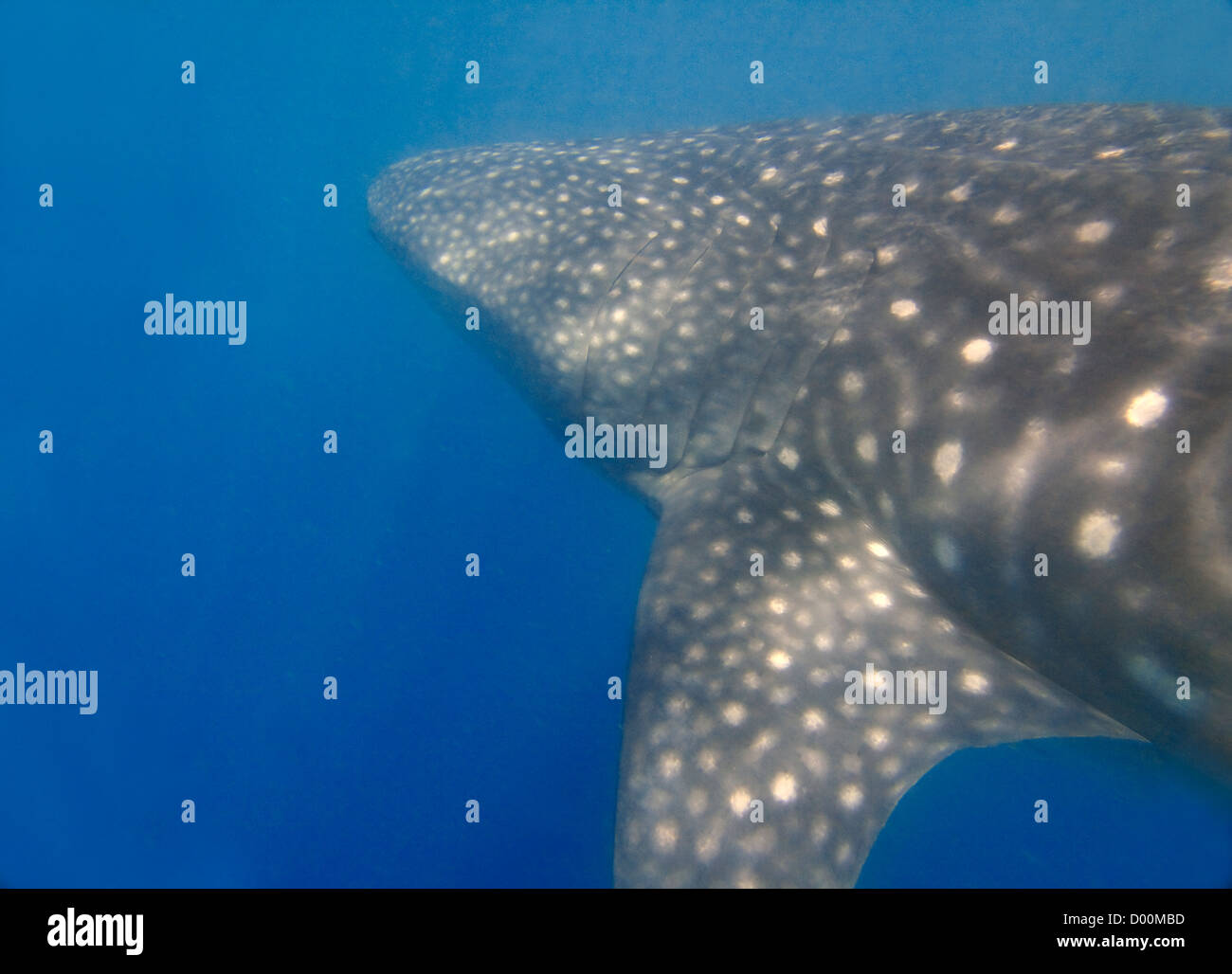 Walhai in Donsol, Philippinen Stockfoto