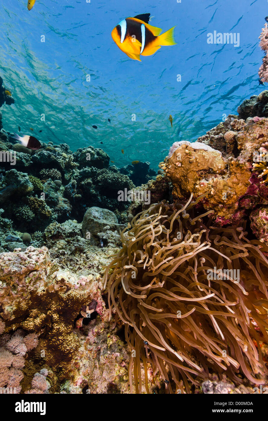 Ein Rotes Meer Clownfisch schwimmt in der Nähe ihrer Host-Anemone im seichten Wasser Stockfoto