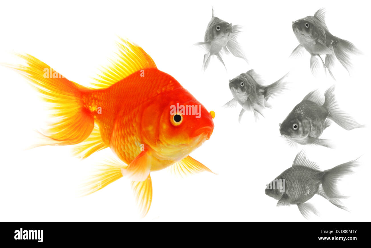 Goldfische zeigen Leader Individualität Erfolg oder Motivation Konzept Stockfoto