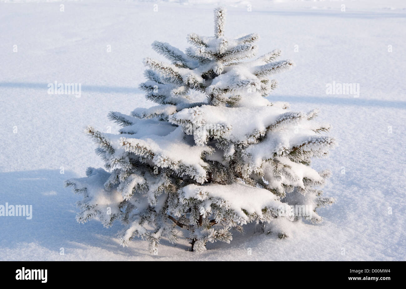 Baum Fichte (Picea A. Dietrich) in Winterlandschaft Stockfoto