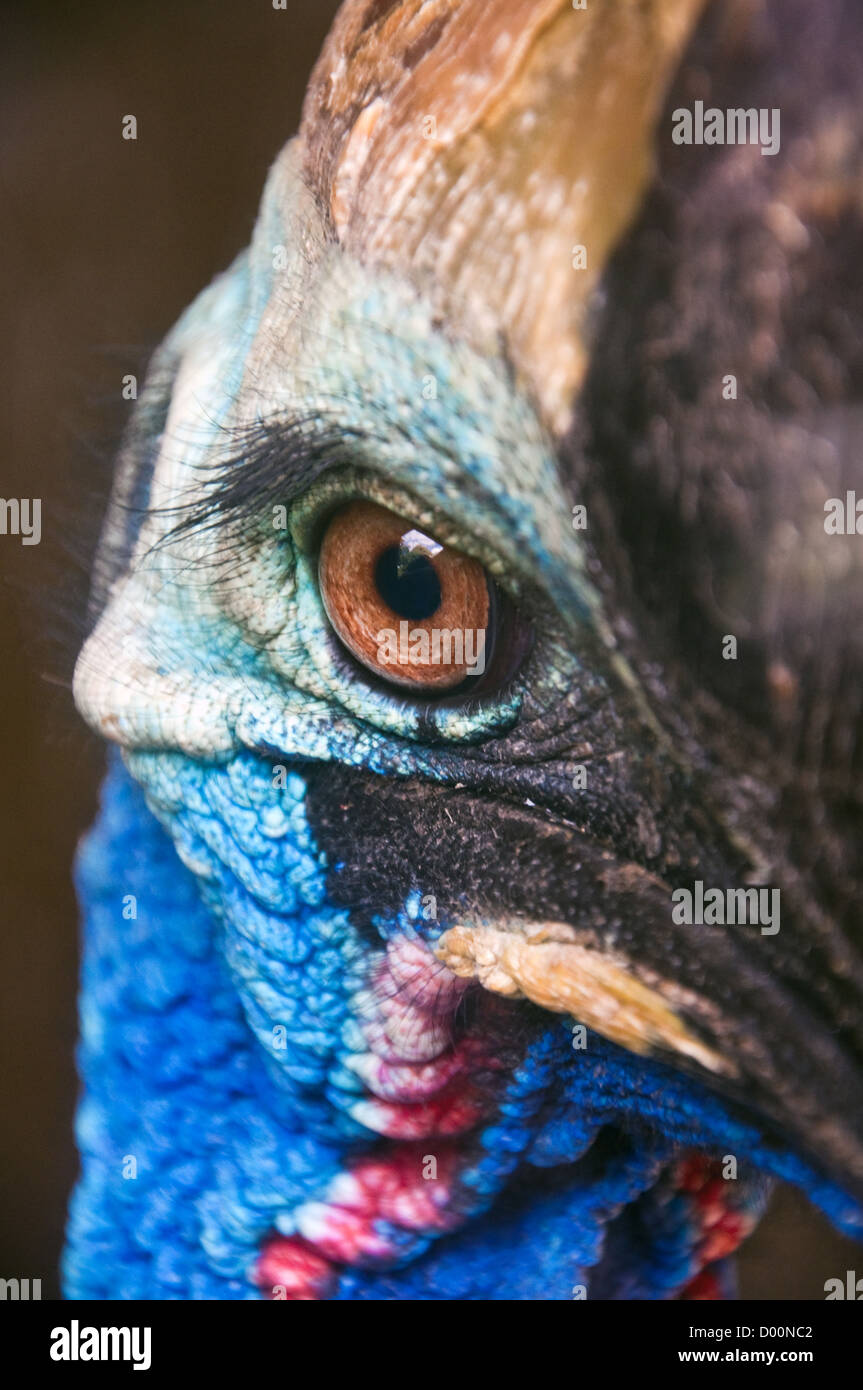 Nahaufnahme der Kasuar Kopfschuss in Nahaufnahme, australischen Vogel Stockfoto