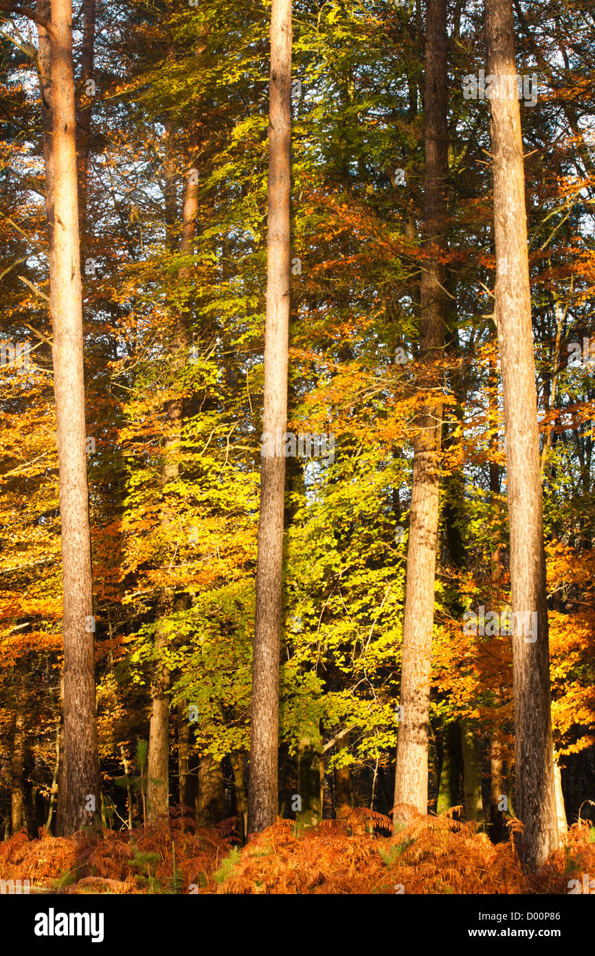 Eine Wand aus herbstlichen Farbe im New Forest, UK. Stockfoto