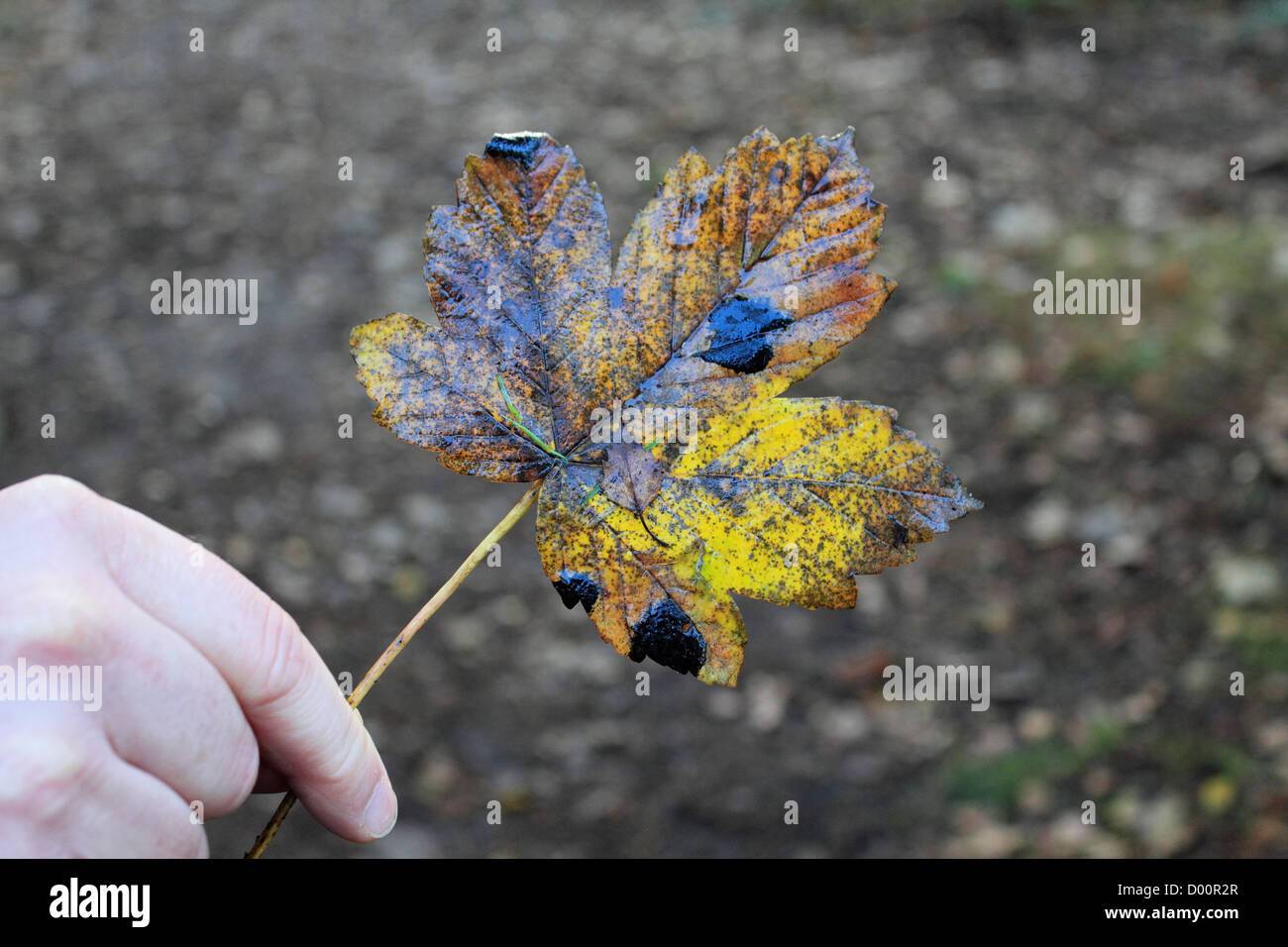 Ahorn Baum Teer Fleck Pilz UK Stockfoto