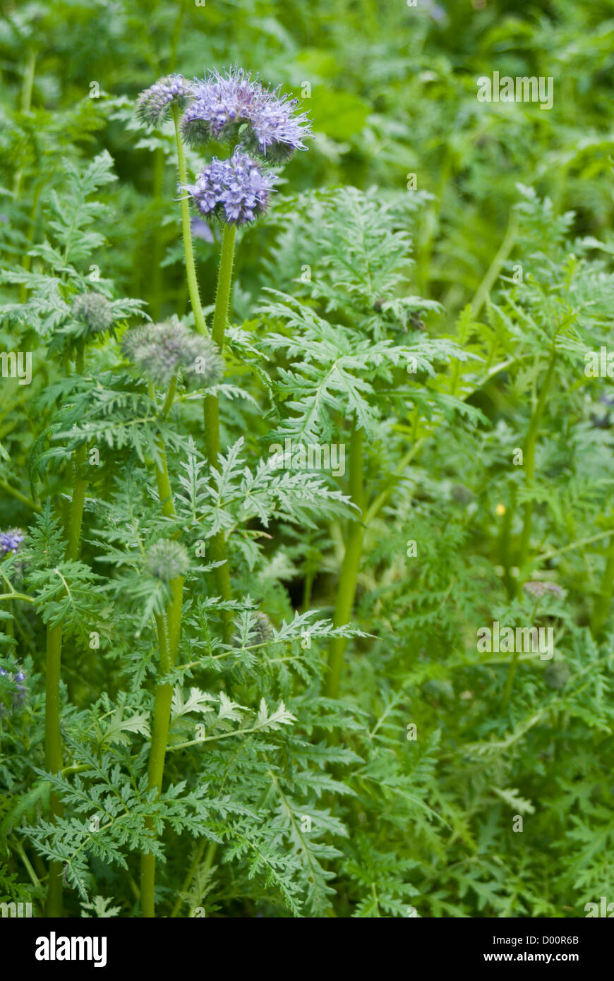 Grndngung, Phacelia Tanacetifolia mit Bltenstiel Stockfotografie - Alamy
