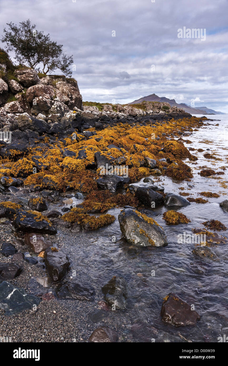 Felsigen Algen bedeckt Küstenlinie mit Trotternish Ridge Mountains hinaus Camas Mhor-Bheoil Bay, The Braes in der Nähe von Portree, Skye Stockfoto
