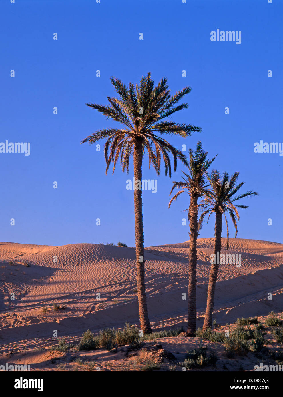 Tunesien, Sahara, Wüste, Grand Erg Oriental, Stockfoto