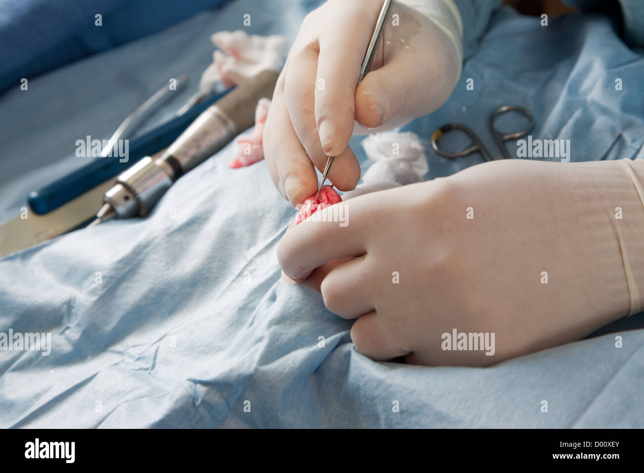 Tierarzt durchführen von Knie-OP auf kleiner Hund in Klinik Stockfoto