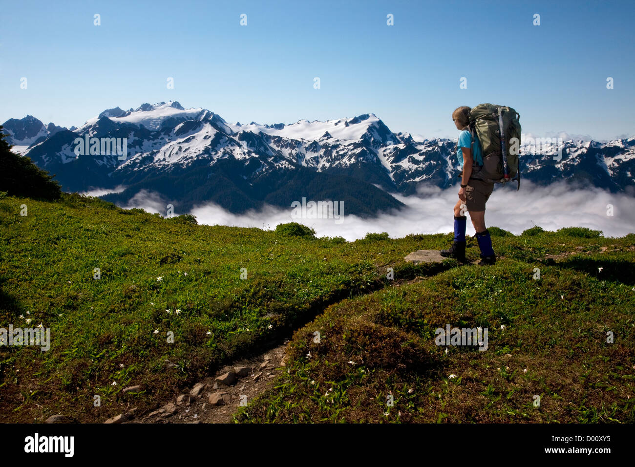 WA05903-00... WASHINGTON - Wanderer auf dem Weg über die hohen Teilen in Olympic Nationalpark. Stockfoto