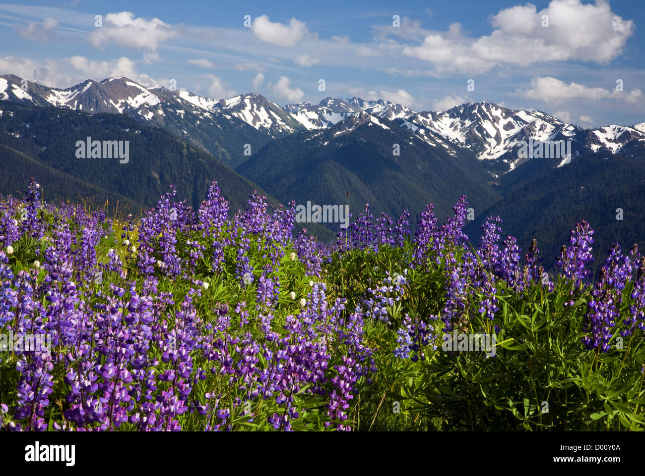 WASHINGTON - Lupinen blühen in einer Wiese am Hurricane Ridge mit Blick auf den Elwha River Valley in Olympic Nationalpark. Stockfoto