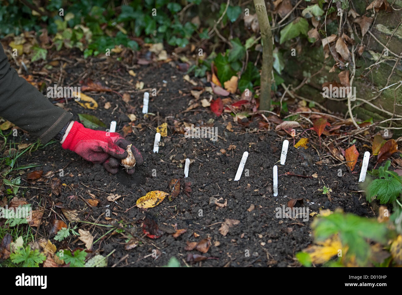 Winter Pflanzen der Zwiebeln im Blumenbeet bereit für den Frühling Stockfoto