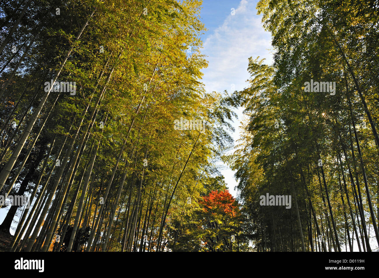 Bambushain in einem Park am Koshigaya in einem Vorort von Tokio, Japan Stockfoto