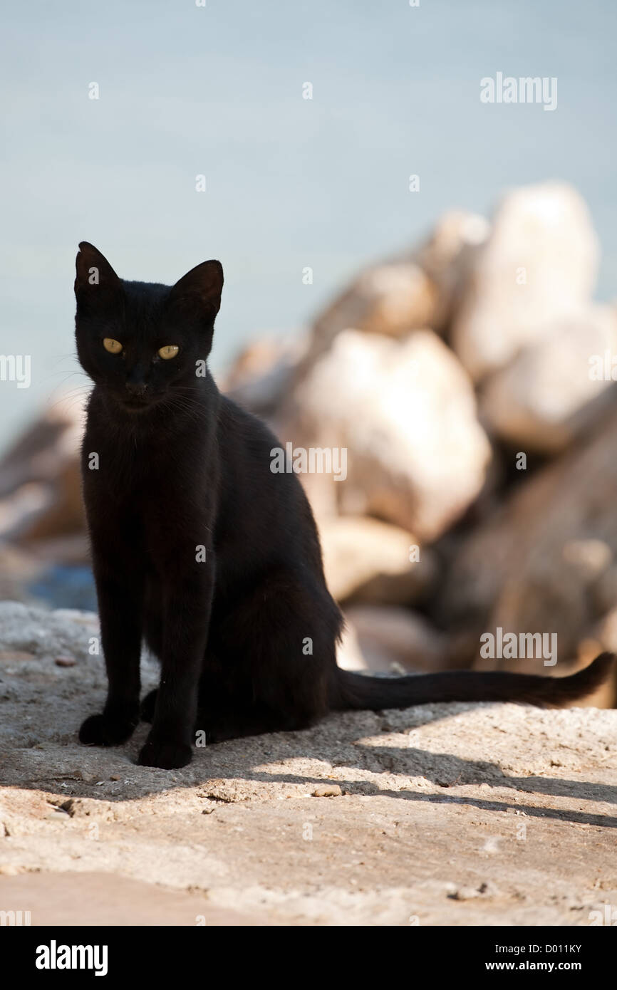 Nahaufnahme-schwarze Katze auf Tageslicht im freien Hintergrund Stockfoto