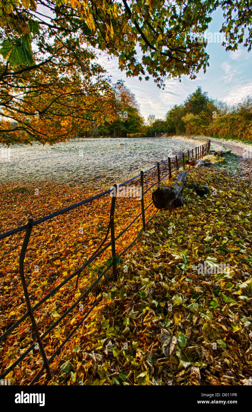 HDR-Bild des Herbstes lässt im Pollok Country Park, Glasgow, Schottland, Vereinigtes Königreich. Stockfoto