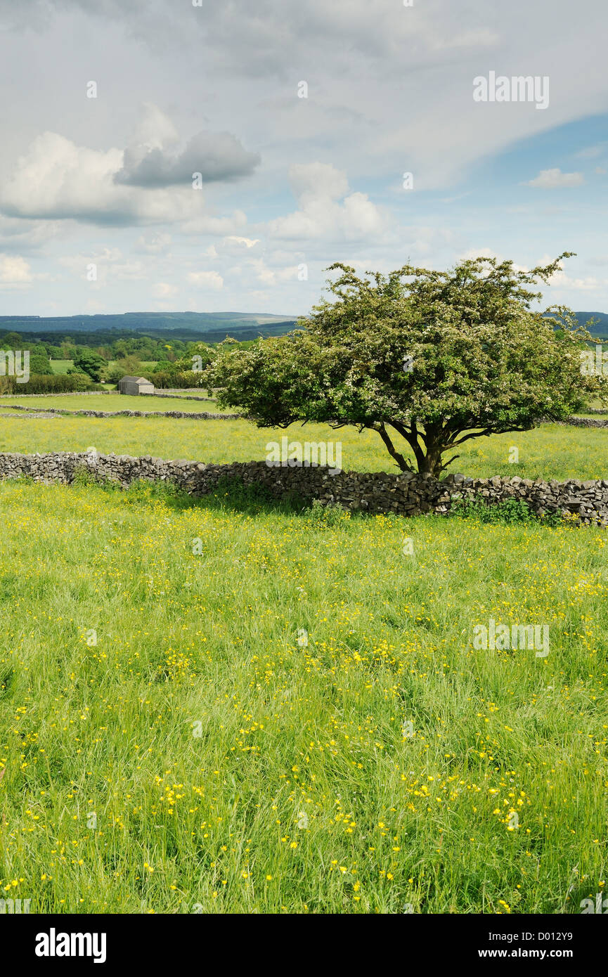 Eine typische Ansicht der Felder geteilt durch Trockensteinmauern im Peak District, Derbyshire, UK. Stockfoto