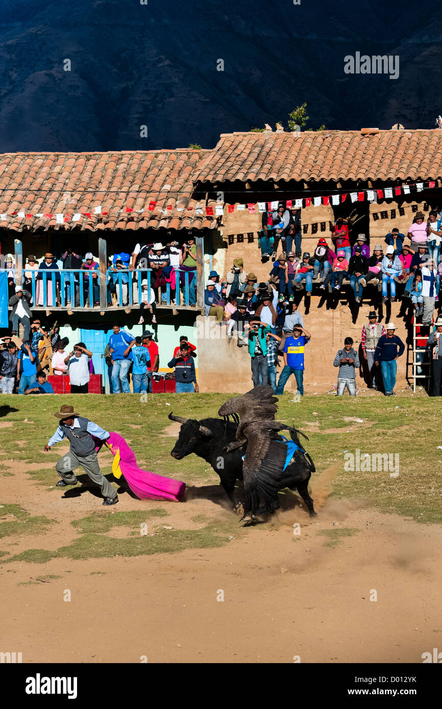 Ein Andenkondor kämpft gegen einen wilden Stier, während ein Stierkämpfer, während die Yawar Fiesta in Apurímac, Peru statt wegläuft. Stockfoto