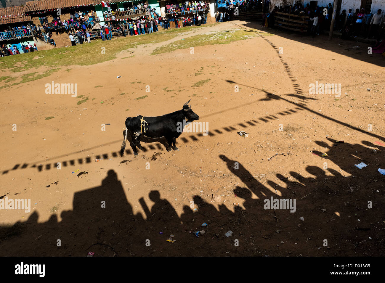 Ein wilder Stier wartet ein Torero während Yawar Fiesta, einem rituellen Kampf zwischen der Condor und der Stier, der in Peru statt. Stockfoto