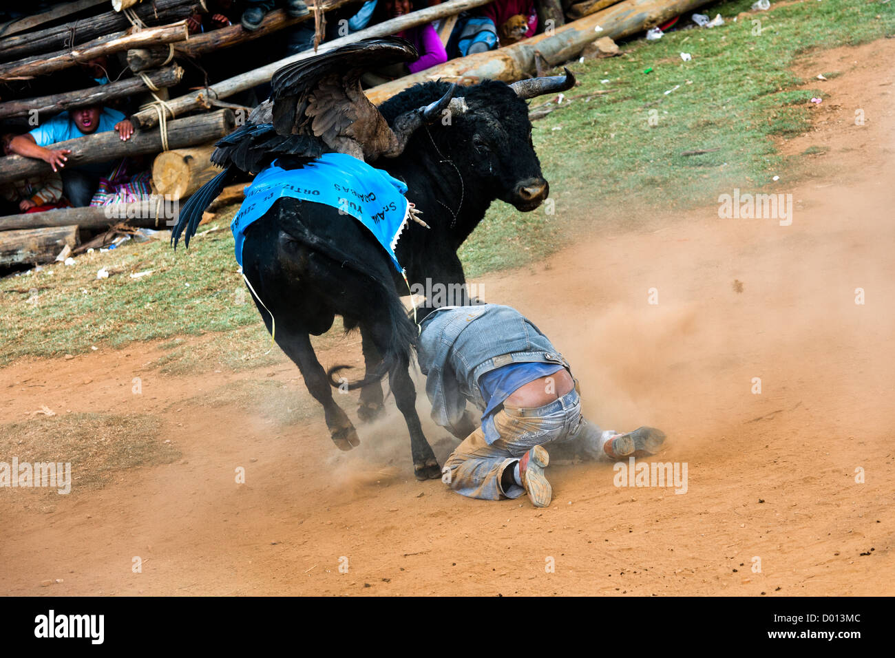 Ein junger Stierkämpfer fällt herunter, nachdem durch einen wilden Stier angegriffen wird, während die Yawar Fiesta in den Bergen von Peru statt. Stockfoto