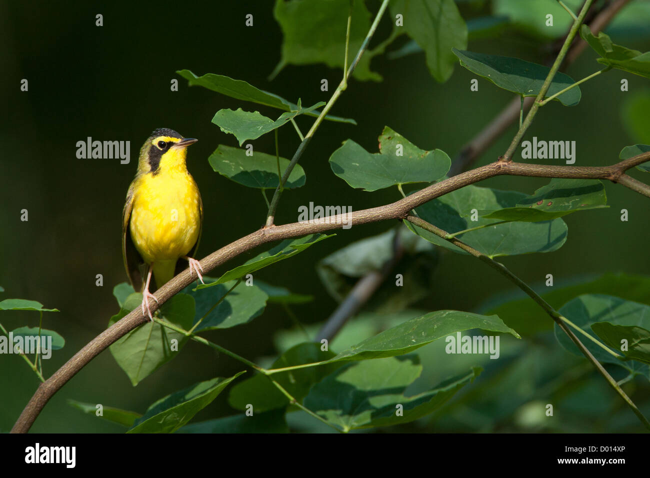Kentucky Warbler sitzt in Redbud Tree Stockfoto