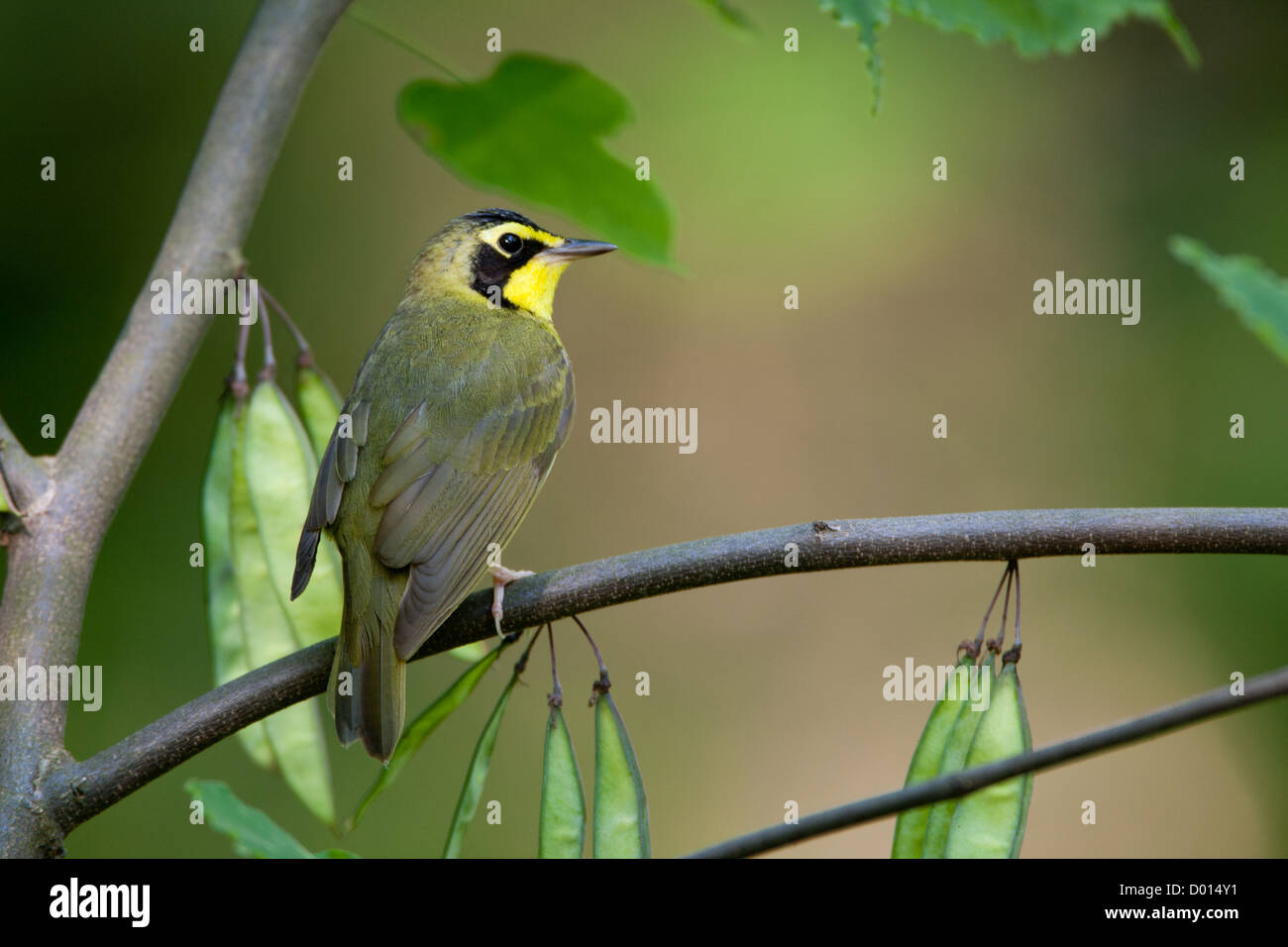 Kentucky Warbler sitzt in Redbud Tree Stockfoto