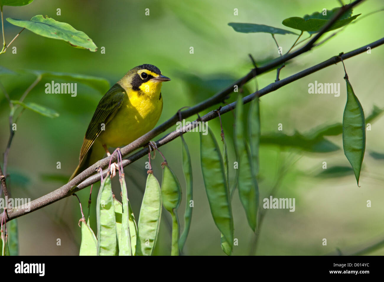Kentucky Warbler sitzt in Redbud Tree Stockfoto
