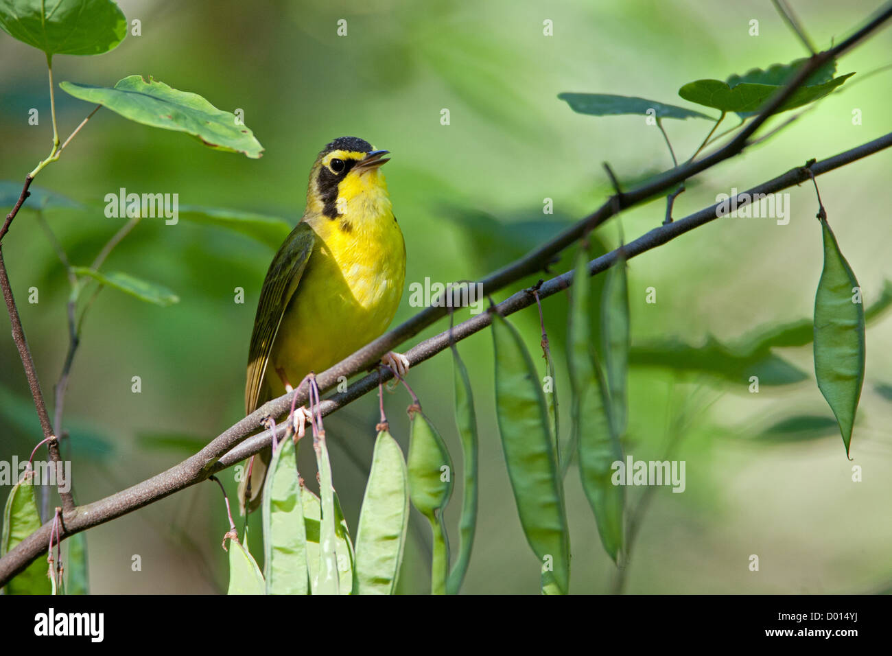 Kentucky Warbler sitzt in Redbud Tree Stockfoto