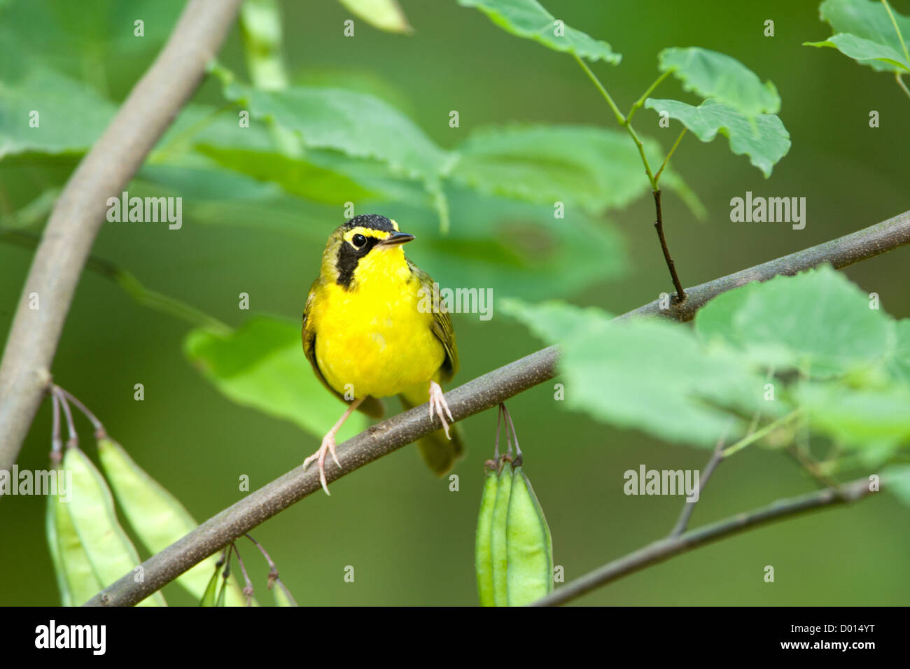 Kentucky Warbler sitzt in Redbud Tree Stockfoto