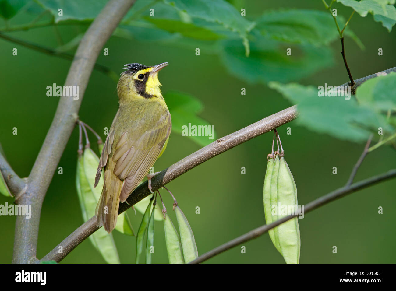 Kentucky Warbler sitzt in Redbud Tree Stockfoto