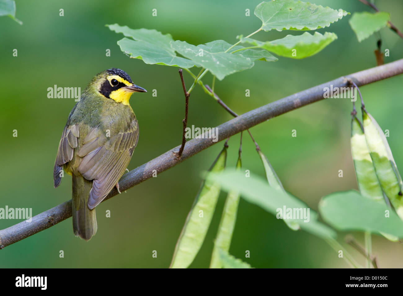 Kentucky Warbler sitzt in Redbud Tree Stockfoto