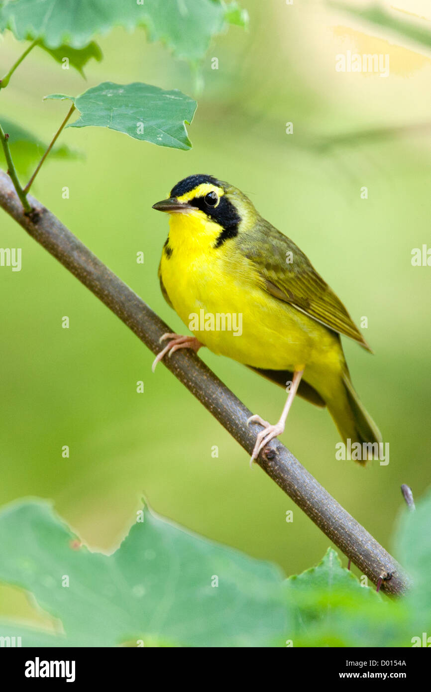 Kentucky Warbler sitzt in Redbud Tree vertikal Stockfoto