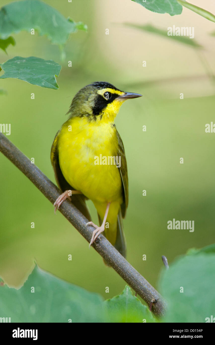Kentucky Warbler sitzt in Redbud Tree vertikal Stockfoto