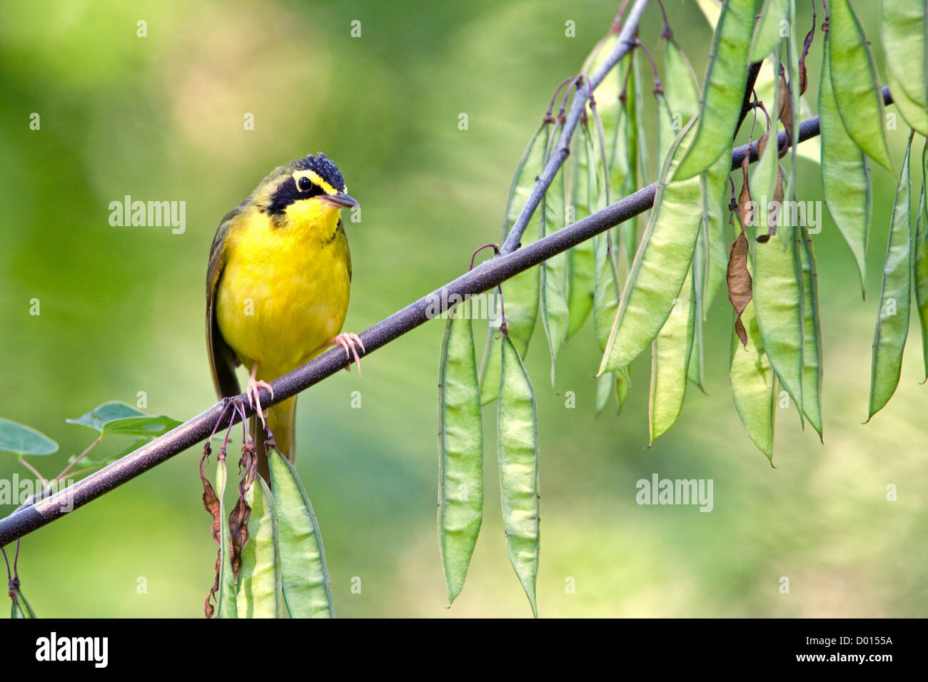 Kentucky Warbler sitzt in Redbud Tree Stockfoto