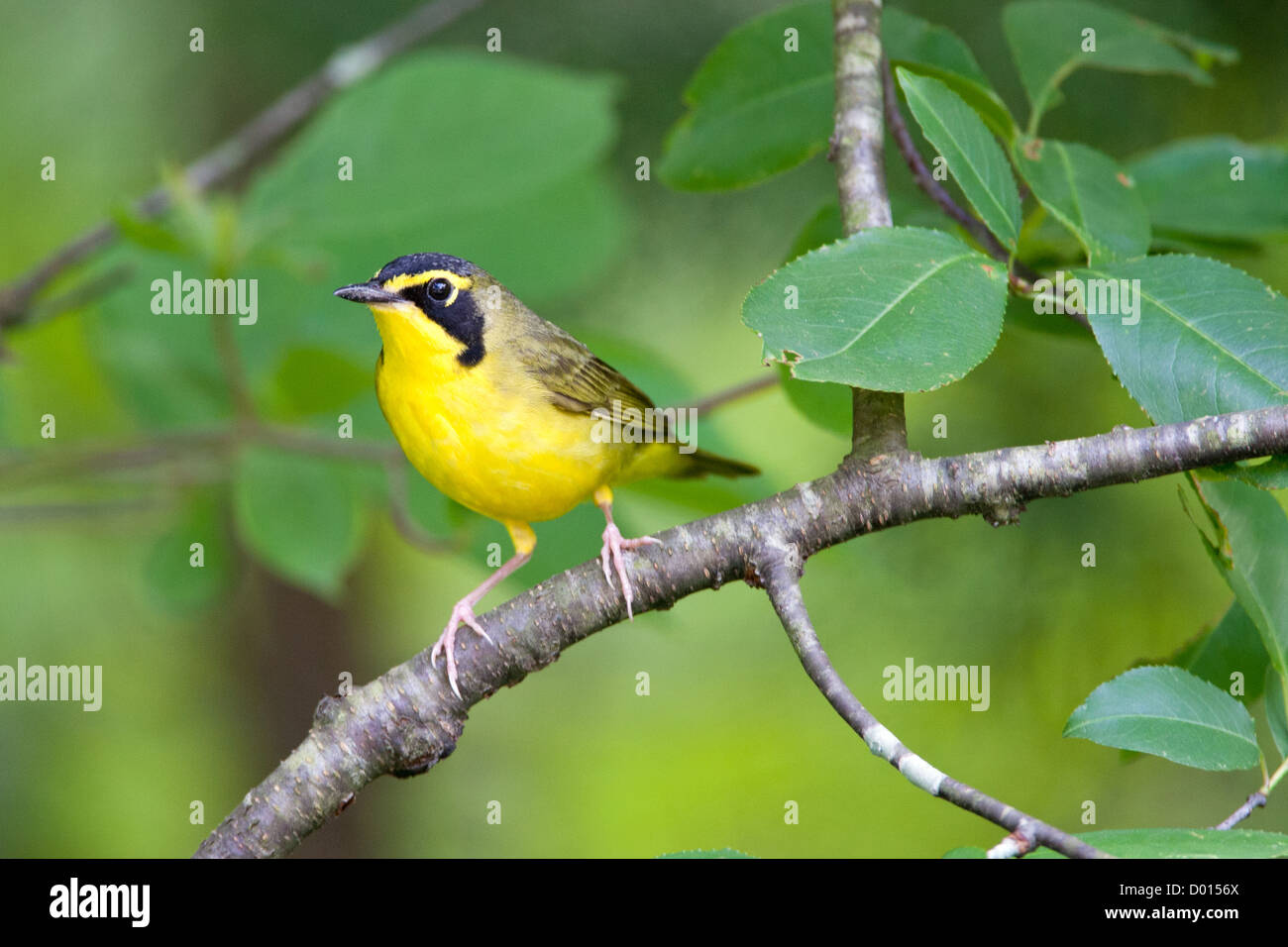 Kentucky Warbler sitzt in Redbud Tree Stockfoto