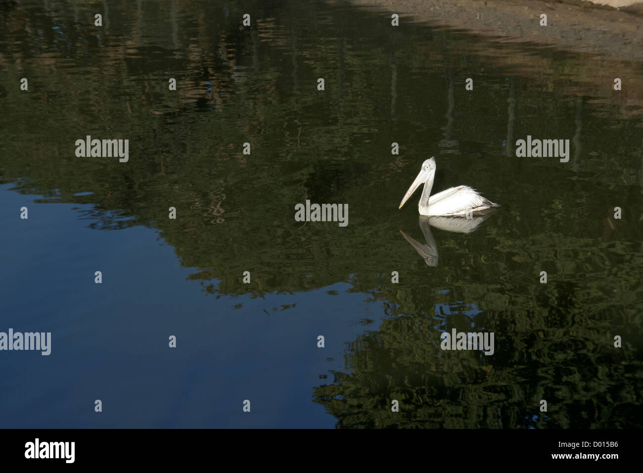 Weißer Pelikan in der Mitte der Reflexion von Laub und blauer Himmel Stockfoto