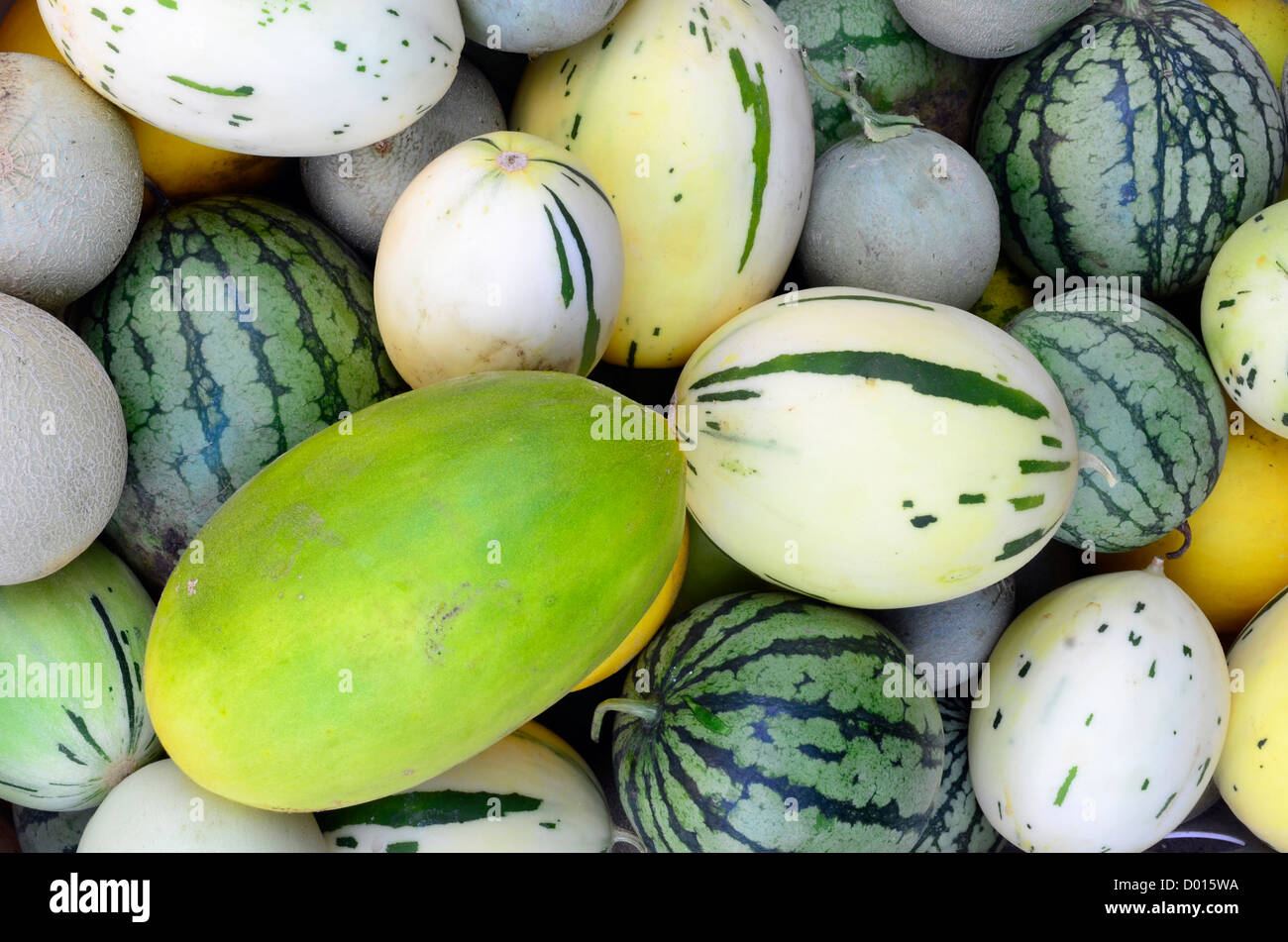 Mehrere Sorten von Melonen angebaut im östlichen Oregon Imnaha Canyon... Stockfoto