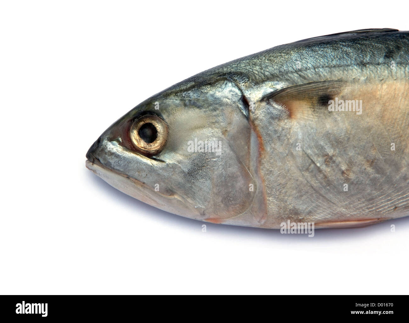 Frische Makrele Fisch auf dem weißen Hintergrund isoliert Stockfoto