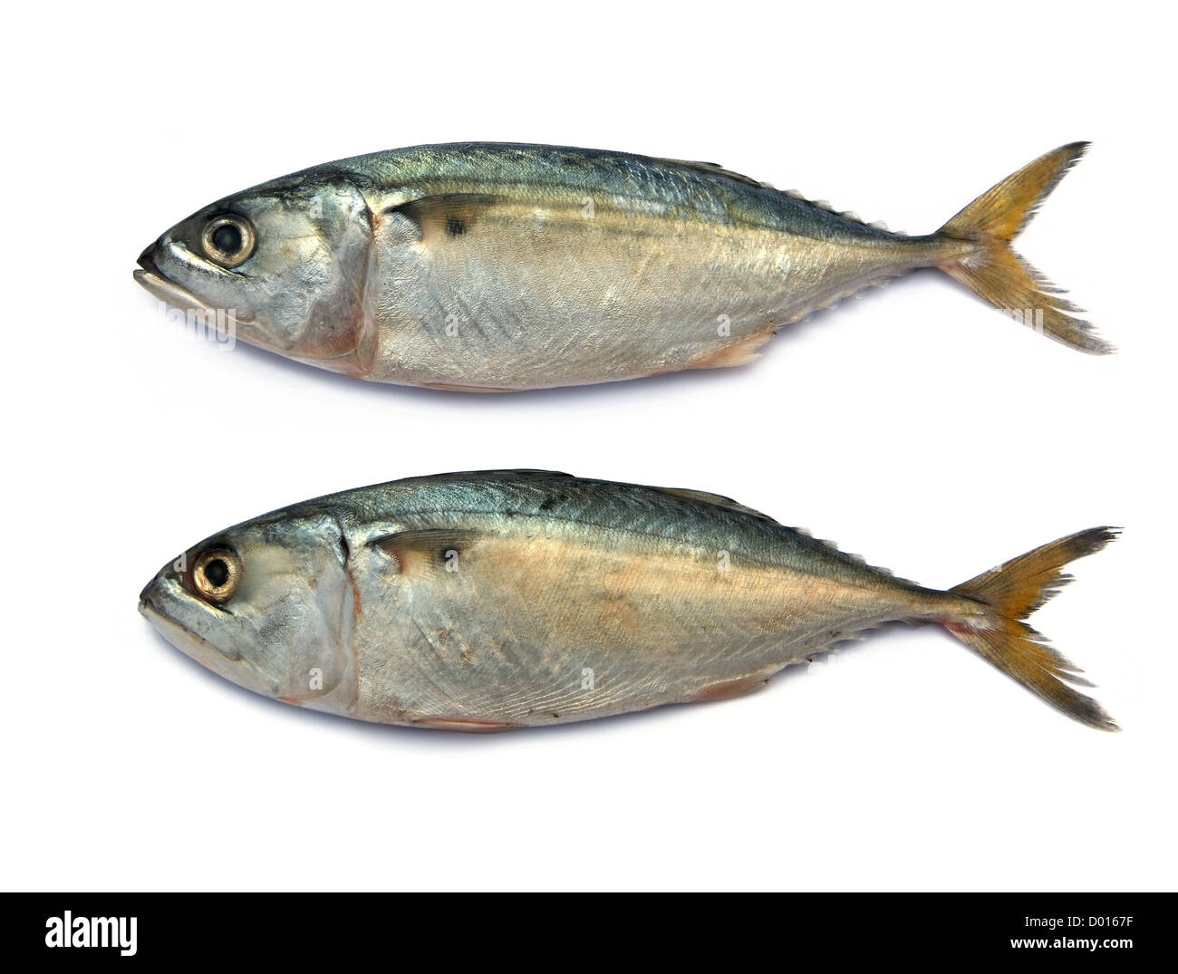 Frische Makrele Fisch auf dem weißen Hintergrund isoliert Stockfoto