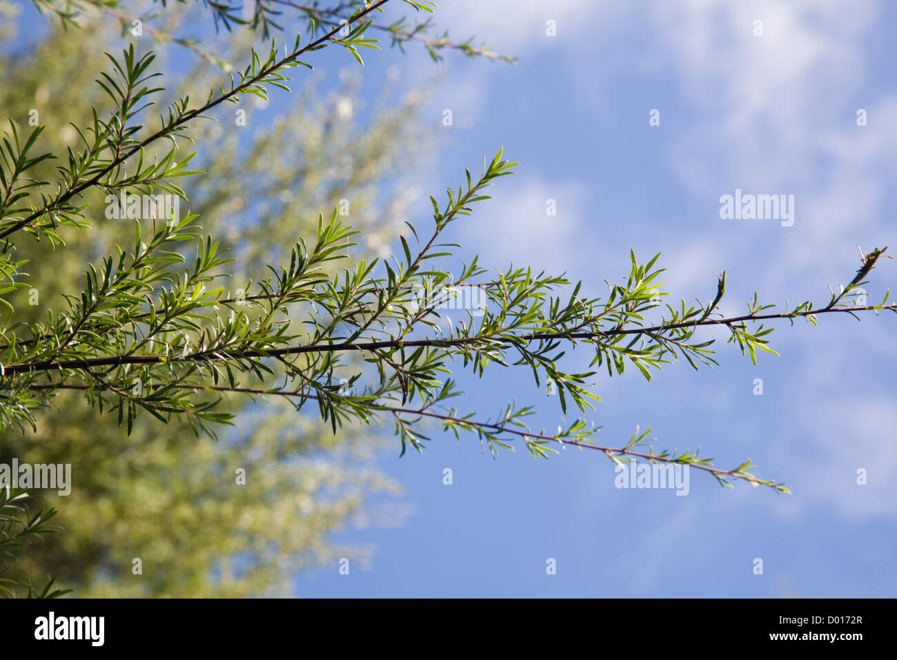 New Zealand Teebaum oder Manuka Leptospermum Scoparium Ästen in der Nähe gegen blauen Himmel Stockfoto