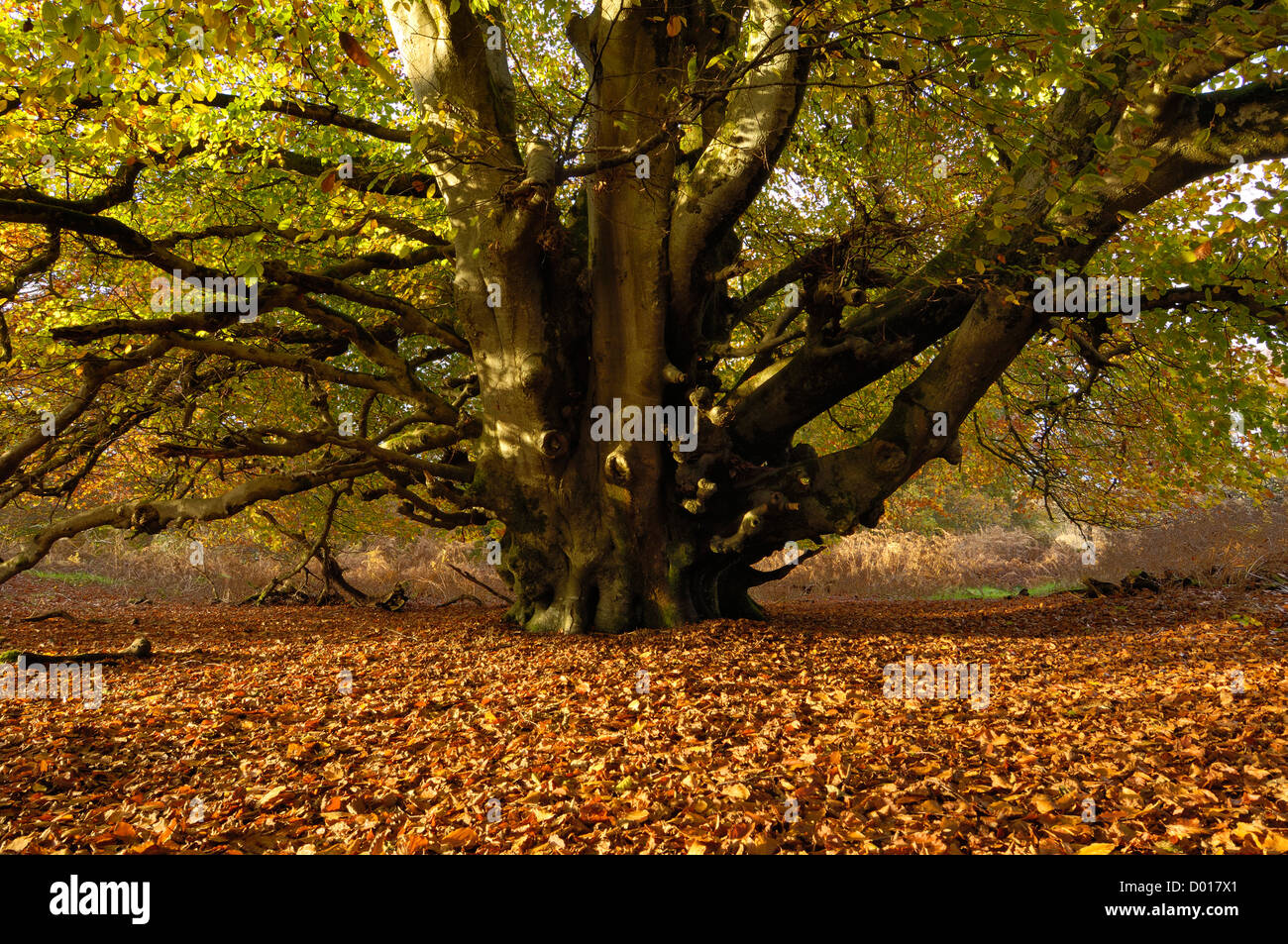 Carstramon Wood im Herbst, in der Nähe von Gatehouse of Fleet, Dumfries and Galloway, Schottland Stockfoto